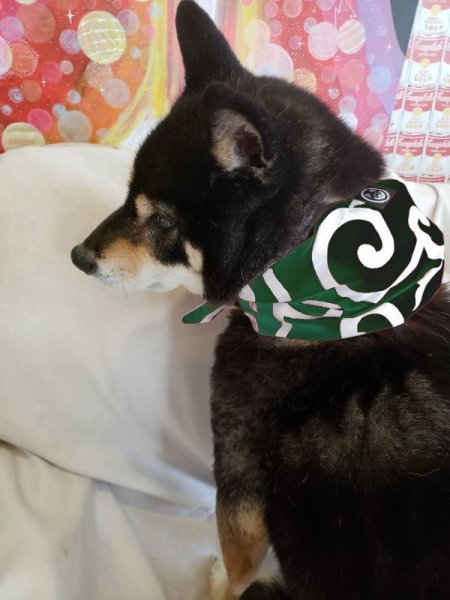 画像4: 荷物風バンダナ　唐草中柄緑 (4)