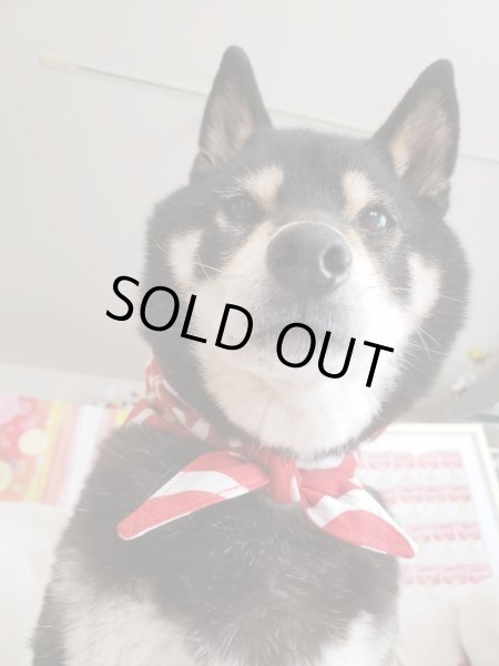 画像4: 荷物風バンダナ　唐草中柄赤 (4)