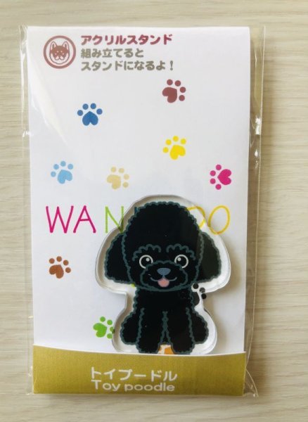 画像2: トイプードル　ブラック (2)