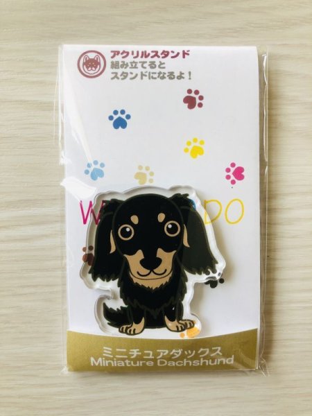 画像2: ミニチュアダックス　スムースブラックタン (2)