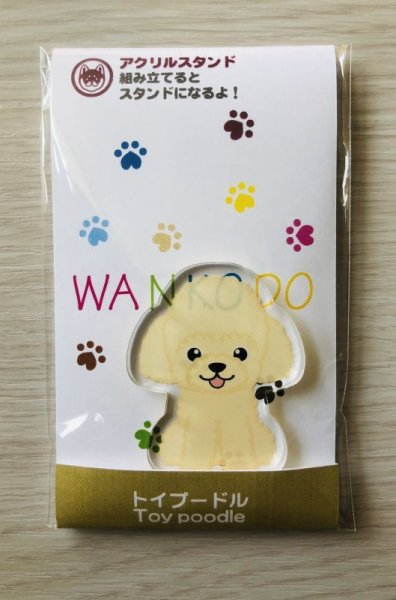 画像2: トイプードル　クリーム (2)