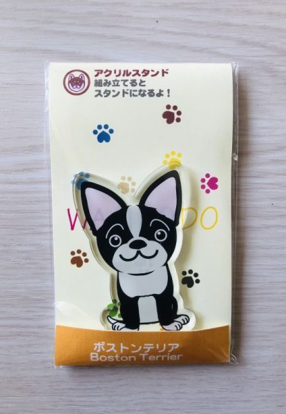 画像2: ボストンテリア (2)