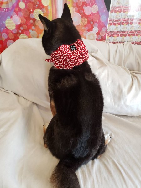 画像3: 荷物風バンダナ 赤唐草小柄 (3)